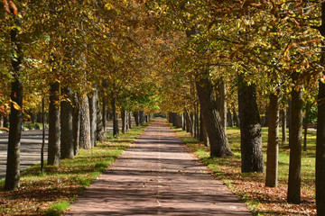 Naklejka premium colores de otoño en un parque de Burgos