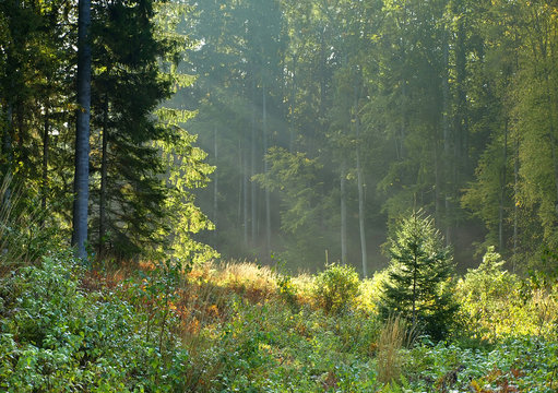 Fototapeta magic forest