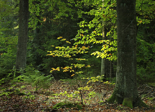 Fototapeta magic forest