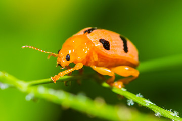 Close up of orange Bug on green nature background