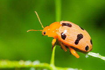 Close up of orange Bug on green nature background