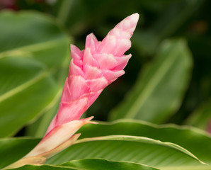Pink GInger plant growing in plantation in Kauai