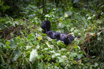 Gorila trek inside Virunga National Park in Democratic Republic of Congo 