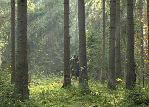 Fototapeta magic forest