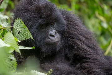 Gorila trek inside Virunga National Park in Democratic Republic of Congo 
