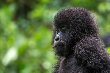Gorila trek inside Virunga National Park in Democratic Republic of Congo 