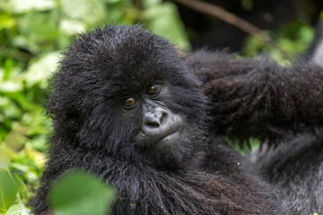 Gorila trek inside Virunga National Park in Democratic Republic of Congo 