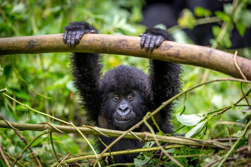 Gorila trek inside Virunga National Park in Democratic Republic of Congo  - obrazy, fototapety, plakaty