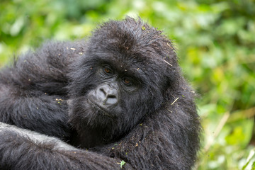 Gorila trek inside Virunga National Park in Democratic Republic of Congo 