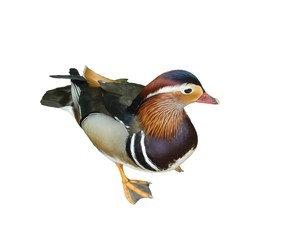 Mandarin duck on a white background