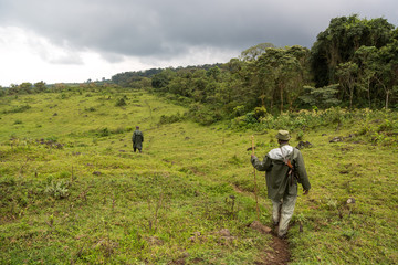 Gorila trek inside Virunga National Park in Democratic Republic of Congo 