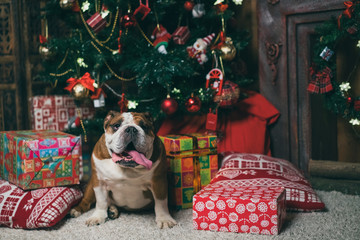 happy bulldog the Christmas tree 2015