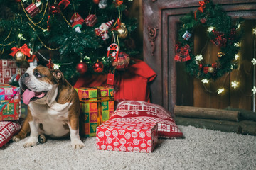 bulldog sitting under Christmas tree 2015