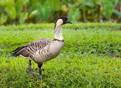 Nene goose in Hanalei Valley on Kauai