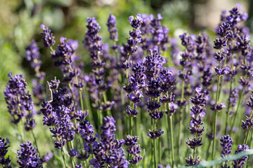 Garden with the flourishing lavender