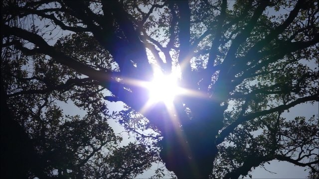Sonne scheint sternf&ouml;rmig durch die Baumkrone einer alten Eiche