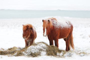 Icelandic mare with foal   on  winter pasture with snow © Antonel