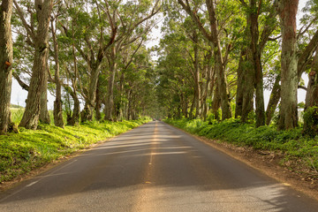 Fototapeta na wymiar Famous Tree Tunnel of Eucalyptus trees