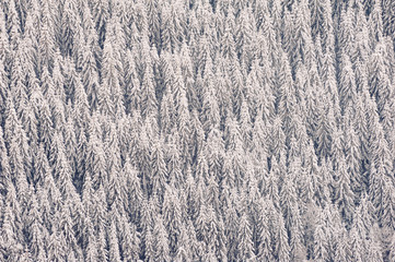 Winter forest