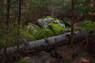 Gorgeous and peaceful nature with rocks and fallen tree in the forest