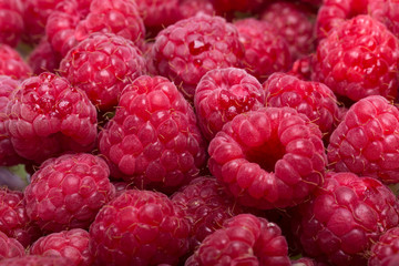 A beautiful selection of freshly picked ripe red raspberries.