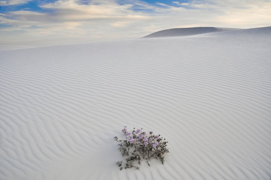 White Sands National Monument, New Mexico (USA)