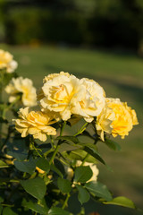 Yellow Rose on the Branch in the Garden