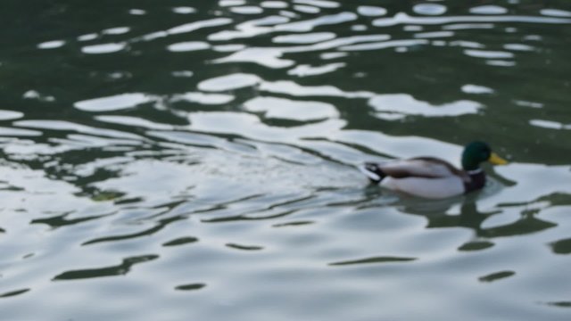 Patos reunidos. 