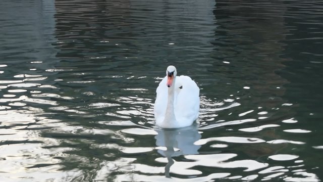 Swan in Gefangenschaft.