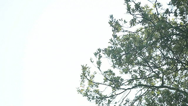 oak tree branches and leaves with copy space
