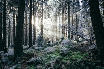 Winterzauber im Wald