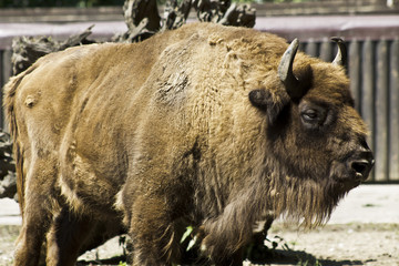 Zoo buffalo 
