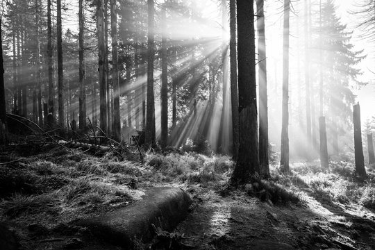 Fototapeta Lichtstrahlen im Wald - monochrom