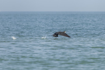 Fototapeta premium Cormorano vola sul pelo dell'acqua producendo schizzi