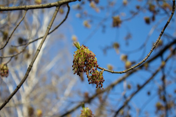 Spring flowering branches of a tree