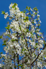 Branches with blooming white flowers