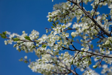 Branches with blooming white flowers
