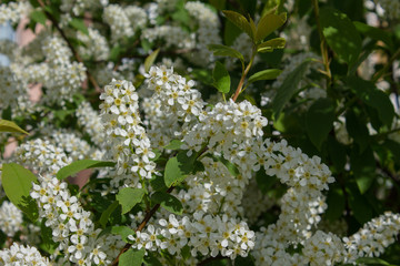 Branches with blooming white flowers