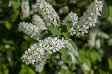 Branches with blooming white flowers