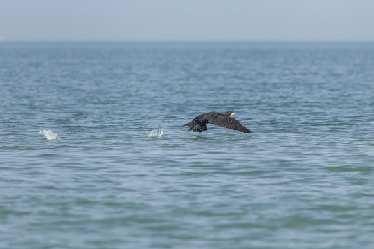 Cormorano vola sul pelo dell'acqua producendo schizzi
