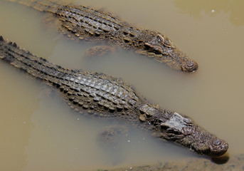 Crocodiles in the water
