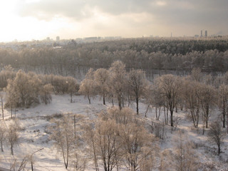 Winter forest under the snow