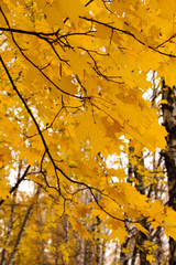 Maple branches in autumn forest