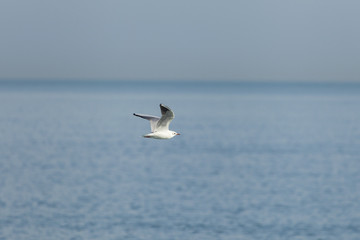 Gabbiano vola sopra il mare sulla linea dell'orizzonte