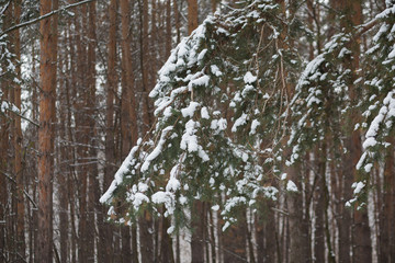 Snow-covered tree. Winter soft background