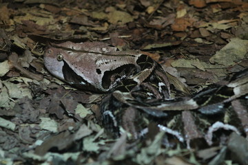 Snake in camouflage
