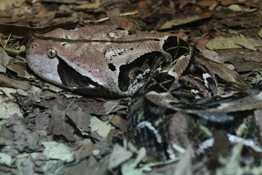 Snake In Camouflage