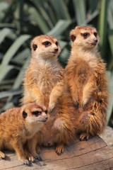 Meerkats