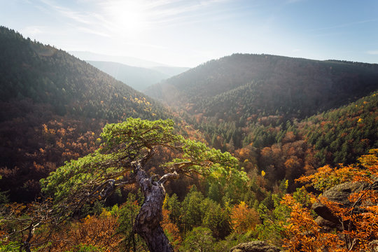 Herbstliches Ilsetal