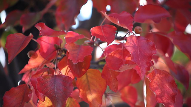 bright red fall leaves and fruits of a crabapple tree